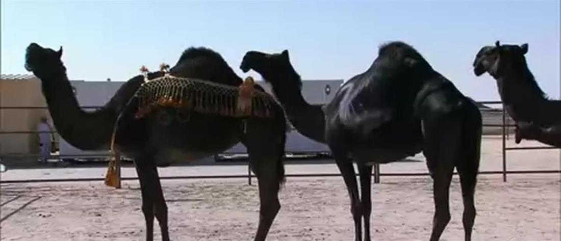 Θανατοποινίτης πλήρωσε 75 καμήλες και αποφυλακίστηκε!