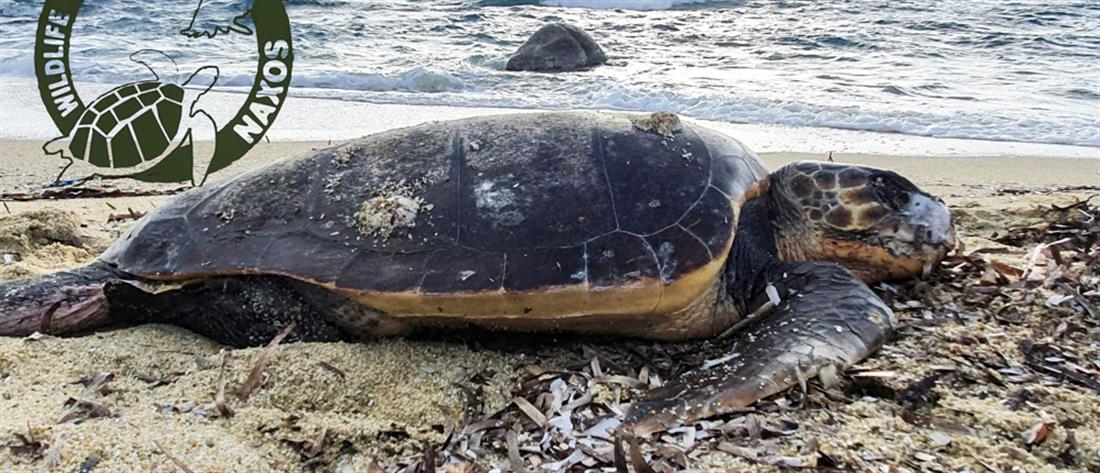 Βρέθηκε “σφαγμένη” χελώνα σε ακτή