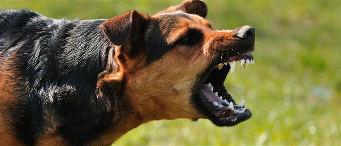 Κοζάνη: άγρια επίθεση σκύλου σε γυναίκα (εικόνες)