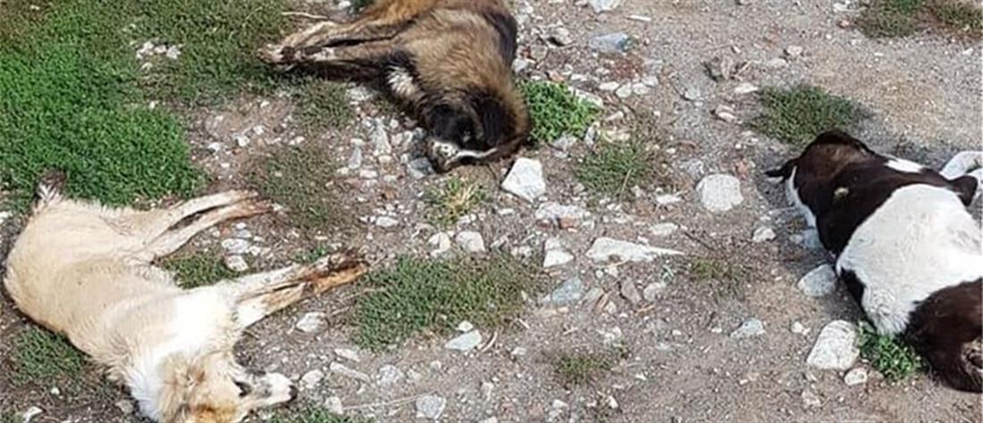 Εξόντωσαν με φόλες δεκάδες σκυλιά στην Φλώρινα (εικόνες)