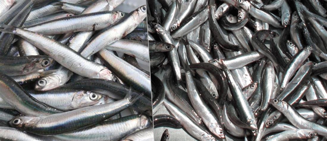 Θεσσαλονίκη: Κατασχέθηκαν εκατοντάδες κιλά ψάρια