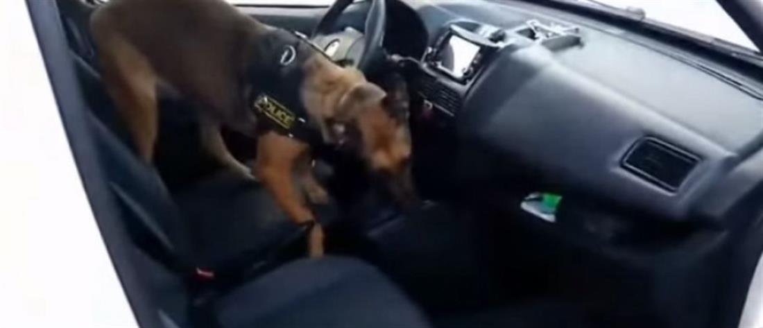 Αστυνομικός σκύλος βρίσκει χασίς σε κιβώτιο ταχυτήτων αυτοκινήτου (βίντεο)