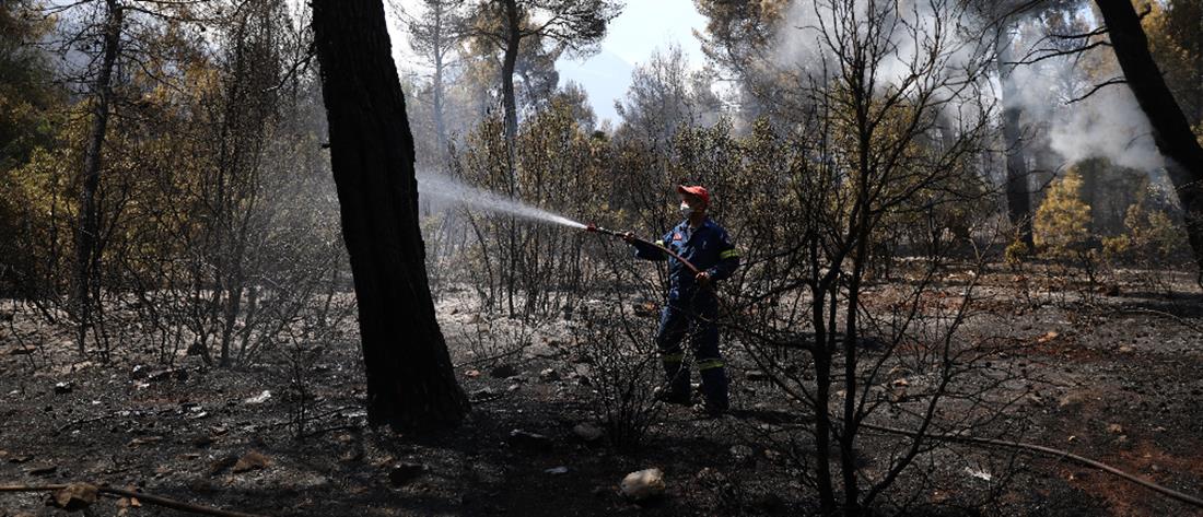 Φωτιά στην Παιανία – Στο σημείο ισχυρές δυνάμεις της Πυροσβεστικής