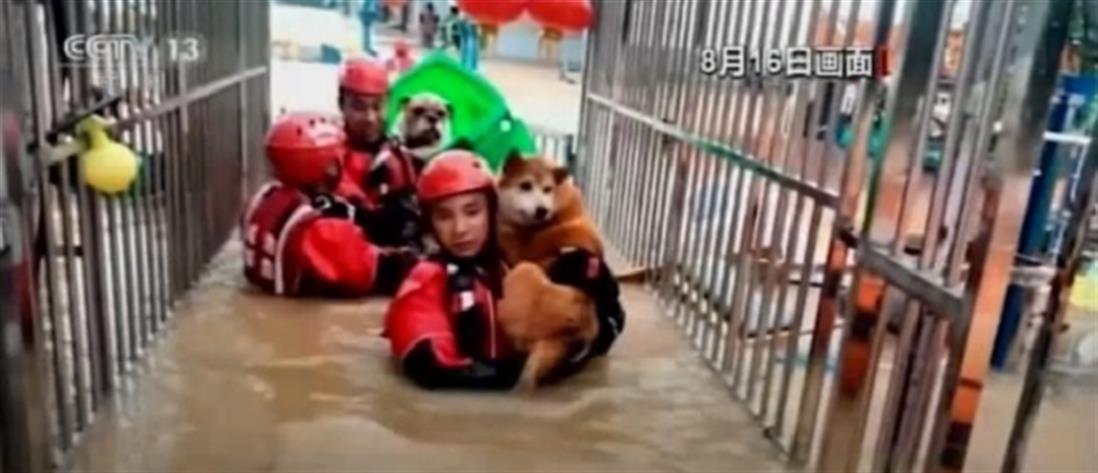 Διάσωση σκυλιών από πλημμυρισμένη κλινική (βίντεο)