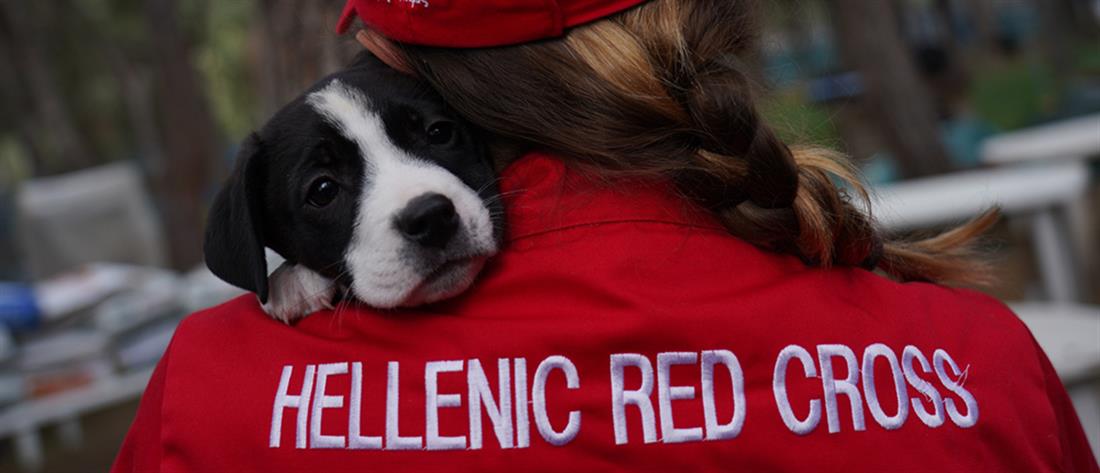 Παγκόσμια Ημέρα Ζώων - ΕΕΣ: Σεμινάριο πρώτων βοηθειών για σκύλους
