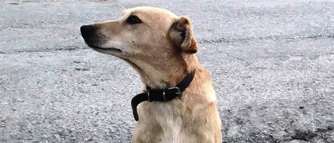 Κακοποίηση ζώων - Θεσσαλονίκη: Άφησε τον σκύλο του να πεθάνει από ασιτία 