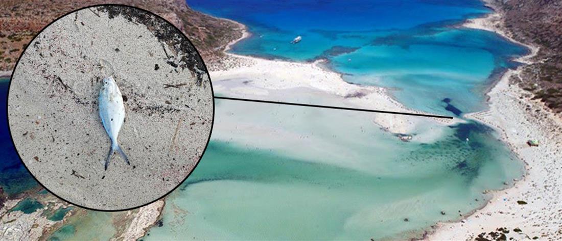 Προβληματισμός από τις εικόνες φημισμένης παραλίας της Κρήτης (εικόνες)