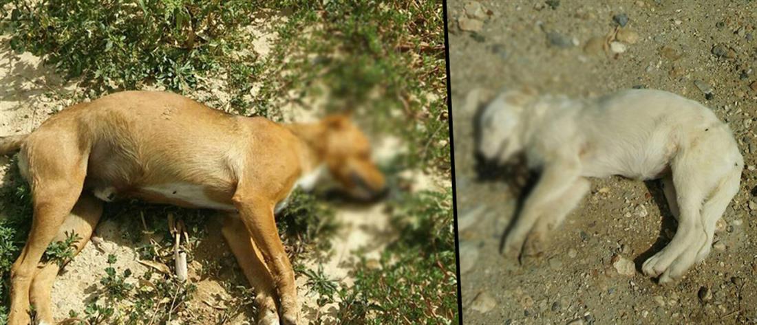 Φθιώτιδα - Αδέσποτα: Φρίκη με μαζική δηλητηρίαση σκύλων (εικόνες)