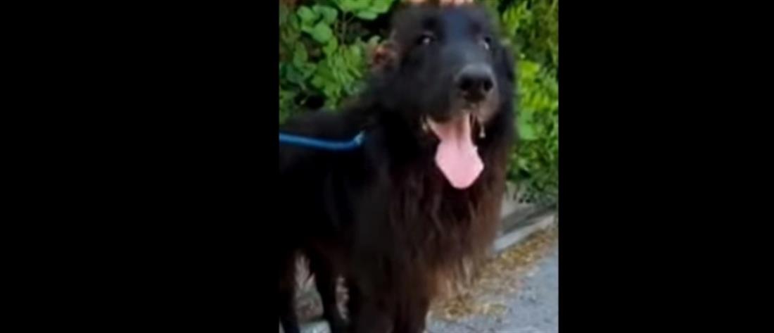 Κρήτη - Κακοποίηση ζώων: Ακρωτηρίασε σκύλο και τον έδεσε στα σκουπίδια (βίντεο)