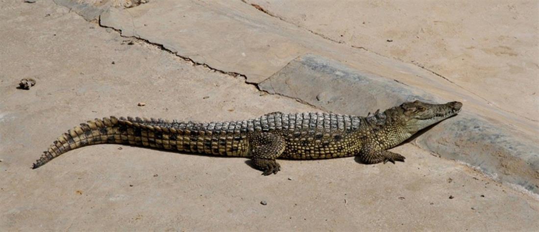 Ρόδος: Συναγερμός για εμφάνιση κροκόδειλου ή lizard monitor (εικόνες)