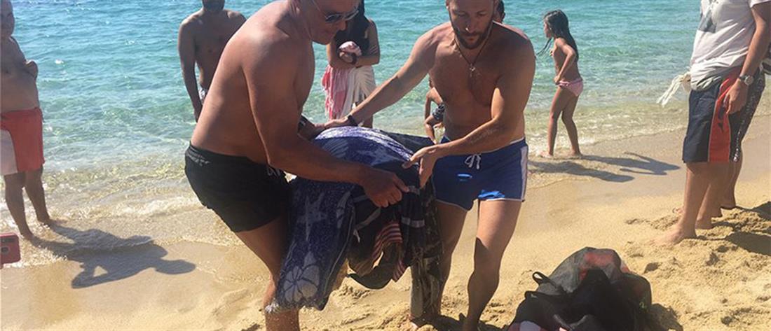 Λουόμενοι έσωσαν τραυματισμένη θαλάσσια χελώνα (εικόνες)