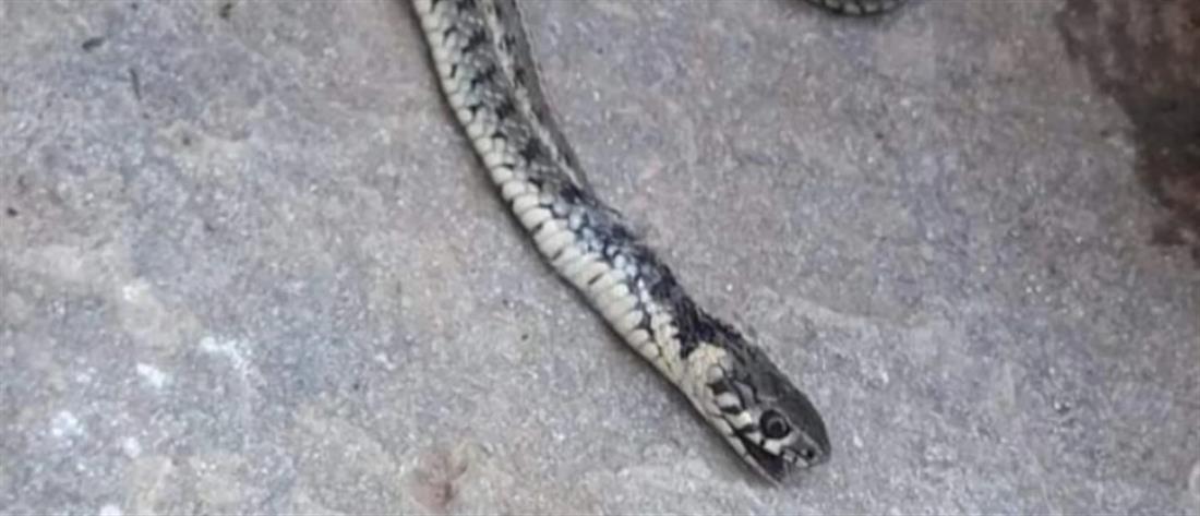 Σέρρες: Βρήκε φίδι στον καναπέ του σπιτιού της (εικόνες)
