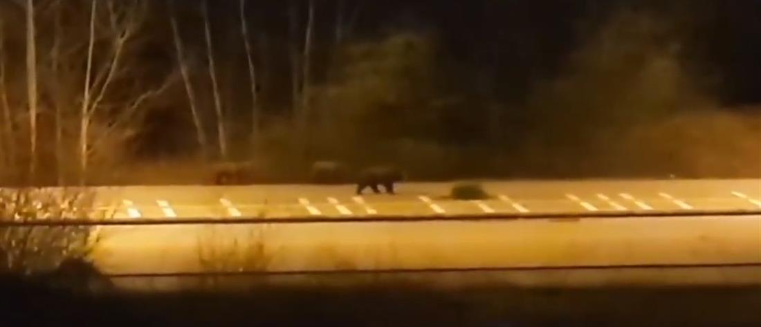 Αρκούδα με τα μικρά της “κόβουν” βόλτες στην Καστοριά (βίντεο)