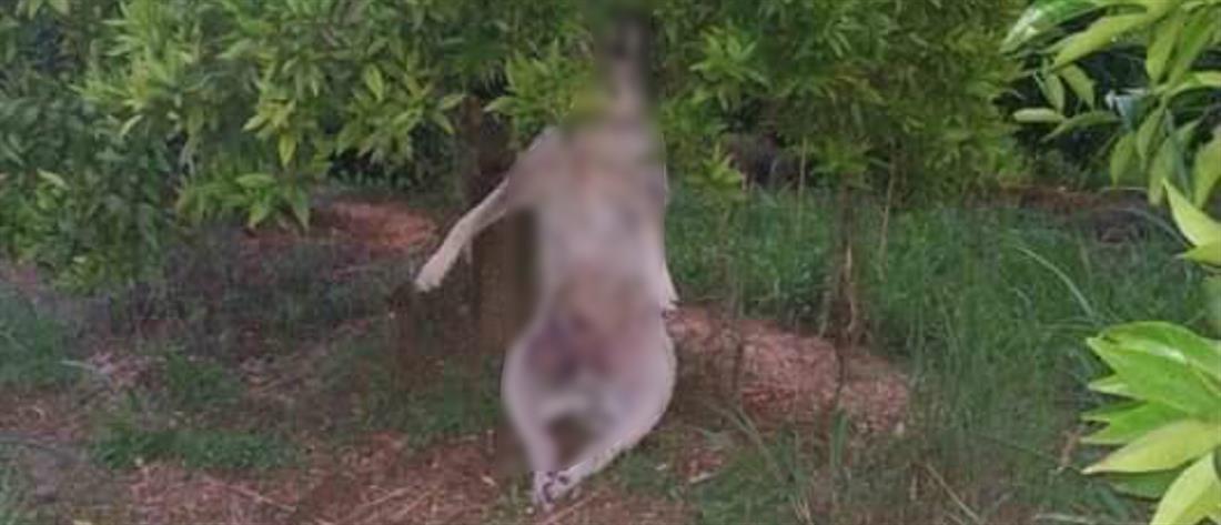Απίστευτη κτηνωδία: Κρέμασαν σκύλο σε δέντρο (σκληρές εικόνες)