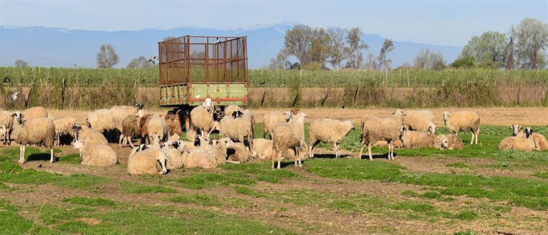 Κρήτη: Έκλεψαν δεκάδες πρόβατα αλλά τους έπιασαν στα πράσα…