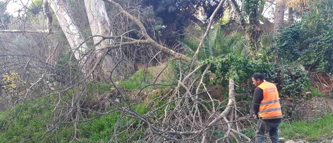 Τρίκαλα: Δέντρο καταπλάκωσε άνδρα