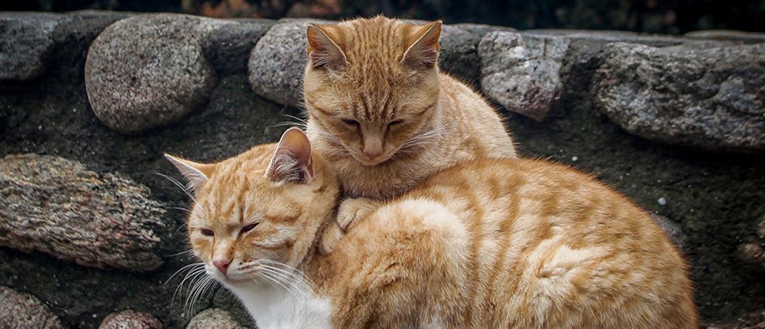 Έρευνα: Οι γάτες μεταδίδουν μεταξύ τους τον κορονοϊό

 