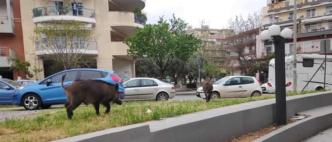 Θεσσαλονίκη: Αγριογούρουνα πήγαν για... μεζέ (εικόνα)