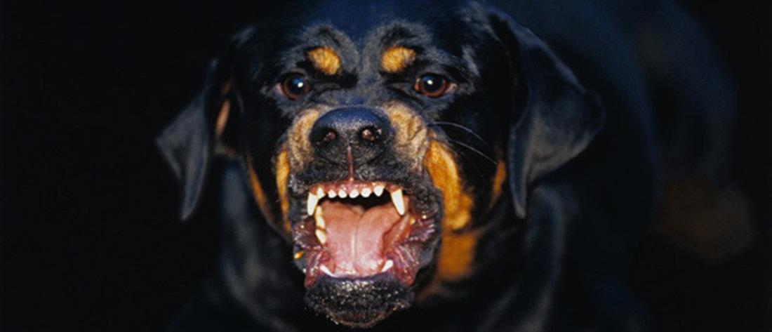 Παρέμβαση εισαγγελέα για τις επιθέσεις αγέλης σκύλων σε περαστικούς