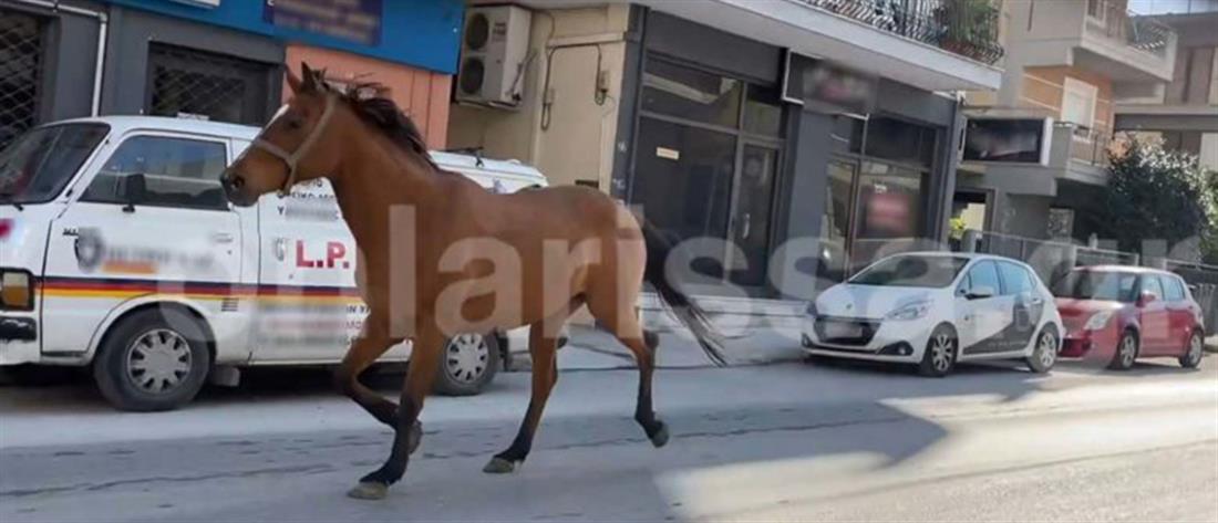 Άλογο “έκοβε βόλτες” στο κέντρο της Λάρισας (βίντεο)