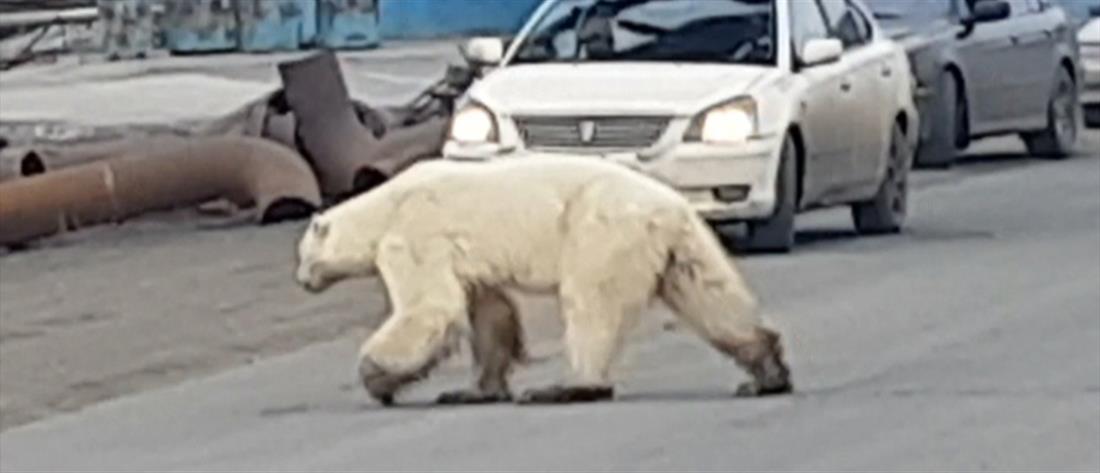 Βρέθηκε εξουθενωμένη η πολική αρκούδα που… έκοβε βόλτες σε πόλη (εικόνες)