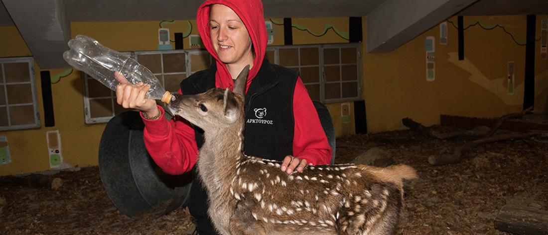 Ο “Αρκτούρος” φροντίζει μωρό ελαφάκι που έσωσε κτηνοτρόφος (εικόνες)