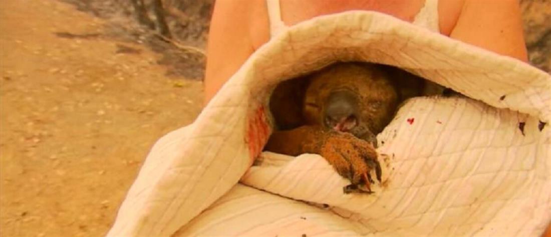 Πέθανε το κοάλα που είχε υποστεί εγκαύματα στην Αυστραλία