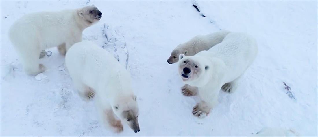 Πολικές αρκούδες έχουν... περικυκλώσει χωριό της Ρωσίας (βίντεο)