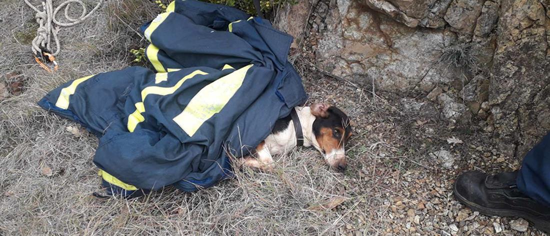 Κοζάνη: Σκύλος έπεσε σε πηγάδι 20 μέτρων (εικόνες)