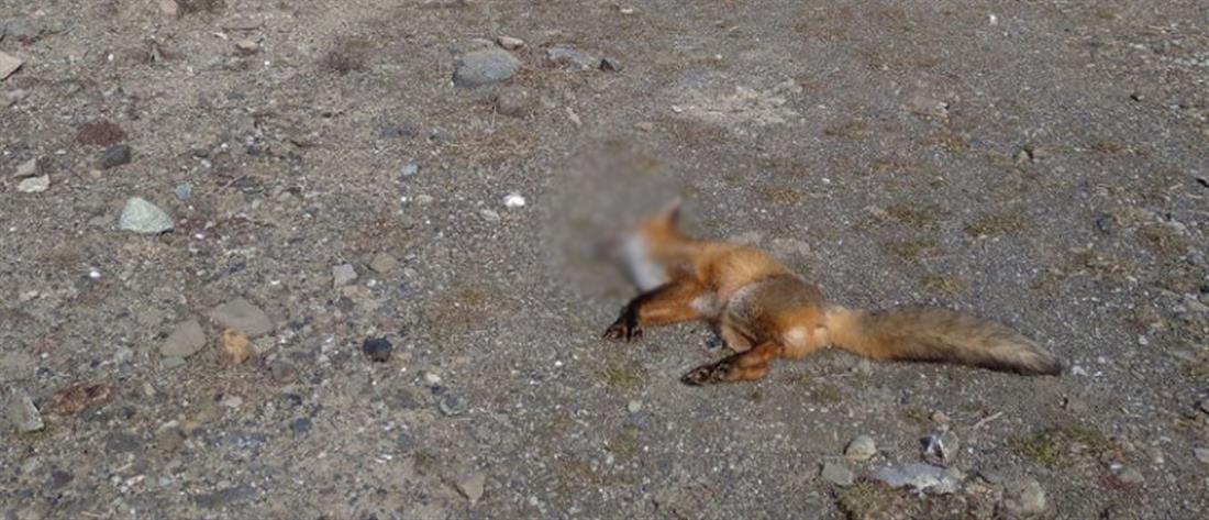 Νεκρή αλεπού από δηλητηριασμένο δόλωμα