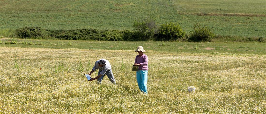 Συνταξιούχοι με αγροτικό εισόδημα: ρύθμιση για τις εισφορές