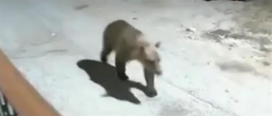 Καστοριά: Αρκούδα κόβει βόλτες έξω από σπίτια (εικόνες)