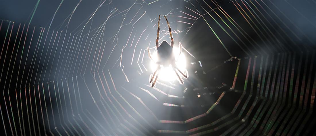 Αράχνη: Ο “Ηρακλής” είναι η μεγαλύτερη και πιο δηλητηριώδης στον κόσμο (εικόνες)