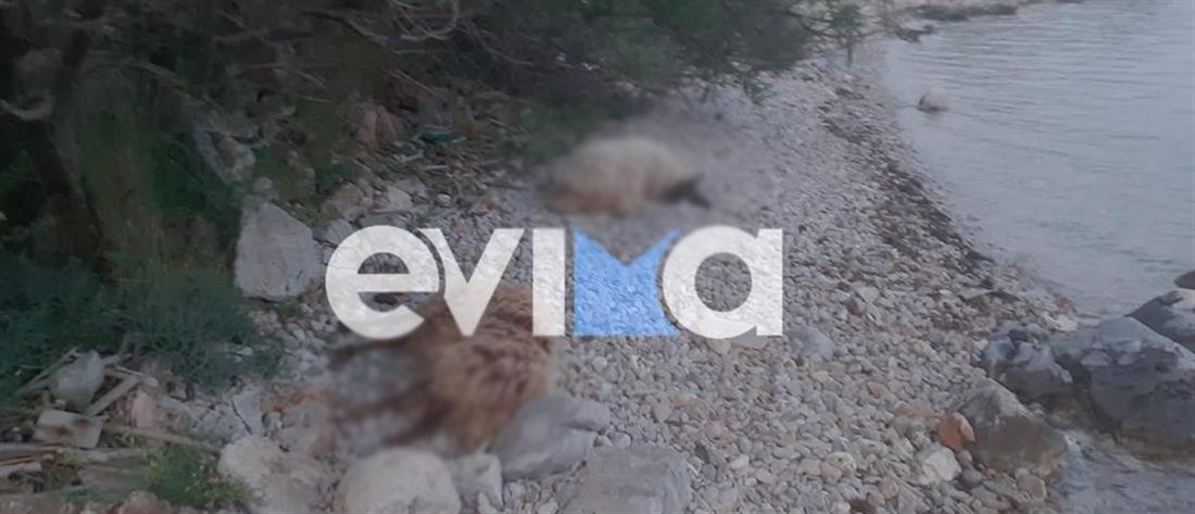 Εύβοια: Δεκάδες πρόβατα πέθαναν με φρικτό τρόπο, μετά τον θάνατο του βοσκού τους (εικόνες)