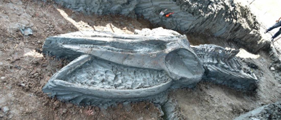 Βρέθηκε σκελετός φάλαινας 5.000 χρόνων (εικόνες)