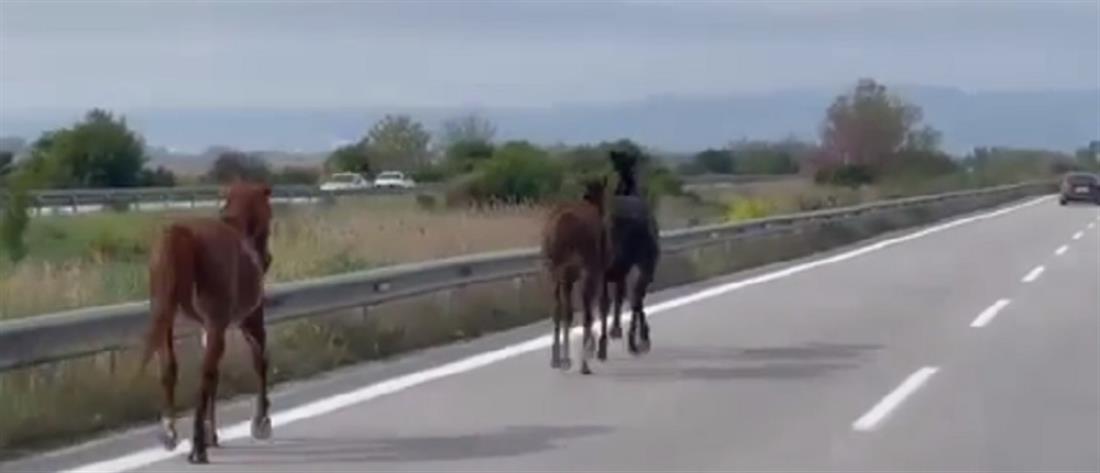 Εγνατία: άλογα... κάλπαζαν δίπλα στα αυτοκίνητα! (βίντεο)