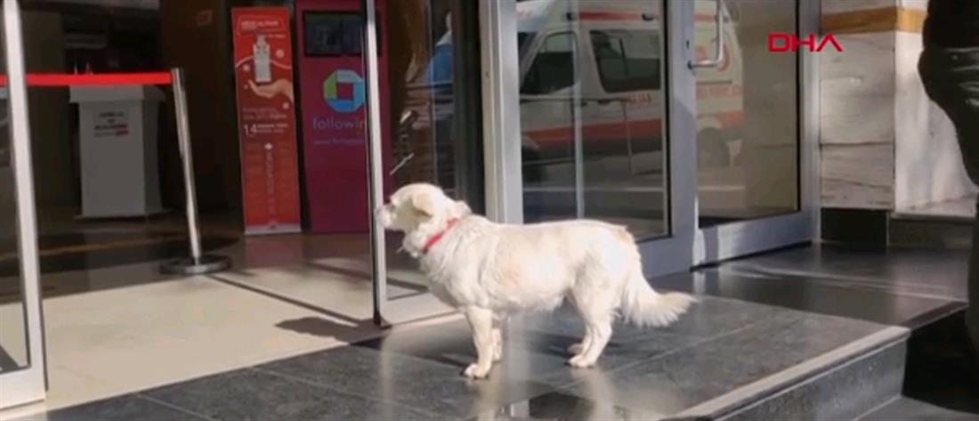 Σκυλίτσα περίμενε για μέρες το αφεντικό της έξω από το νοσοκομείο (βίντεο)