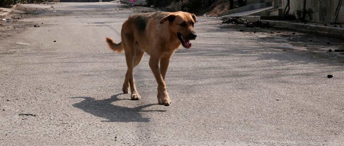 Κακοποίηση ζώων - Πρέβεζα: Βασανιστήρια και αργός θάνατος για σκύλο 