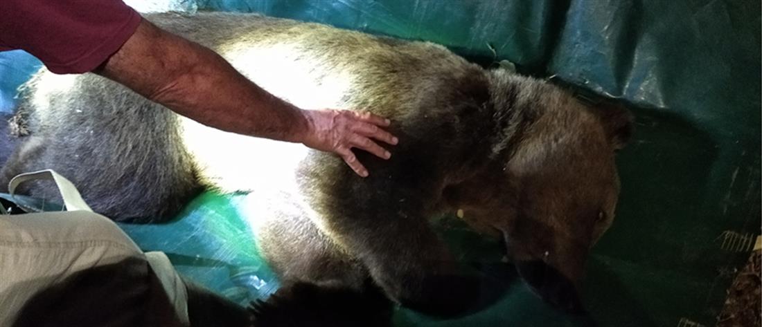 Καστοριά: Απομακρύνθηκε αρκούδα από κατοικημένη περιοχή (εικόνες)