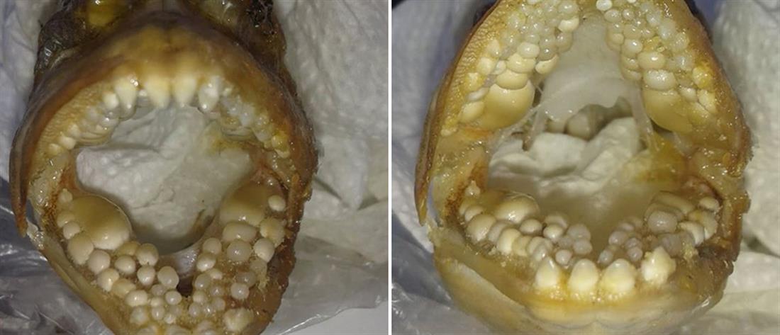 Ψάρι με “ανθρώπινα δόντια” πιάστηκε στην Αργολίδα (εικόνες)