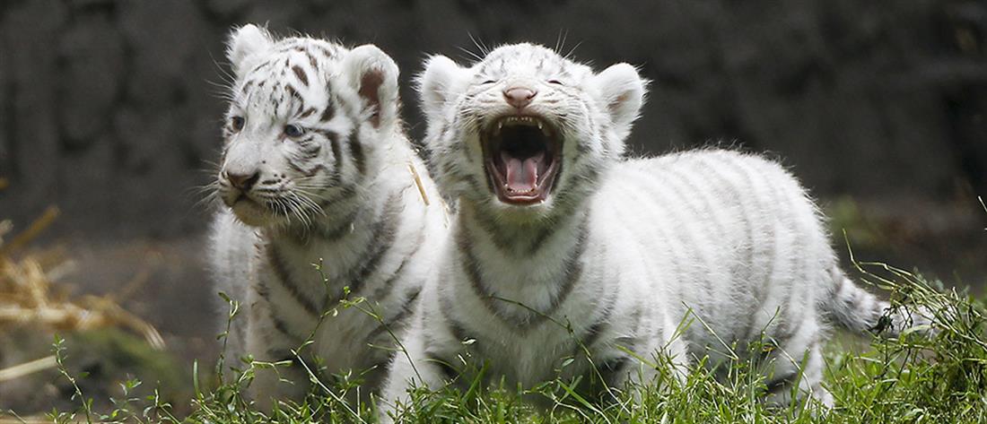 Λευκά τιγράκια πέθαναν από κορονοϊό