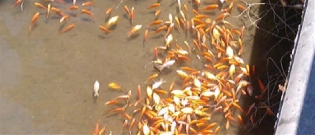 Εκατοντάδες νεκρά ψάρια στο Φράγμα Αποσελέμη (εικόνες)