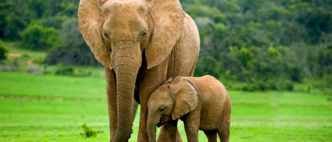 Κένυα: υπερδιπλασιάστηκε ο αριθμός των ελεφάντων