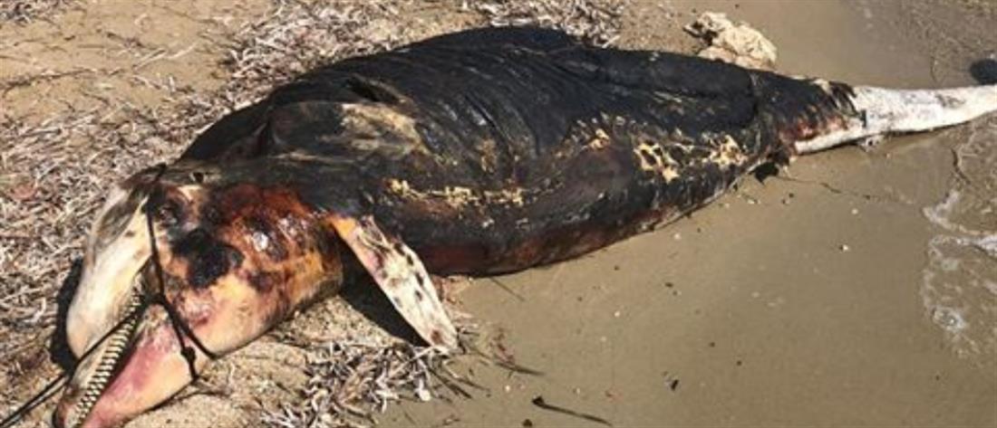 Νεκρό δελφίνι σε παραλία της Χαλκιδικής (εικόνες)