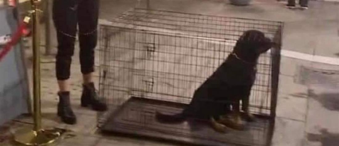 Σάλος για την “ατραξιόν” με σκυλιά σε κλουβιά στα Λαδάδικα (εικόνες)