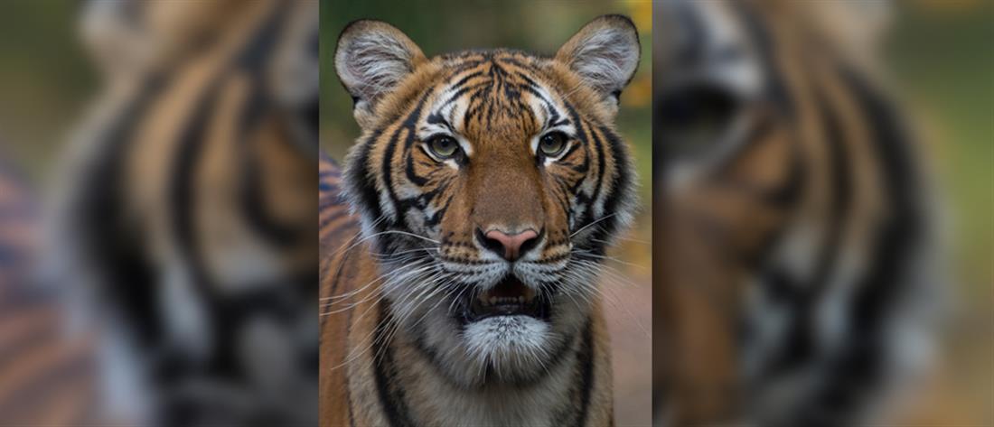Κορονοϊός: νόσησε τίγρη σε κλειστό ζωολογικό κήπο