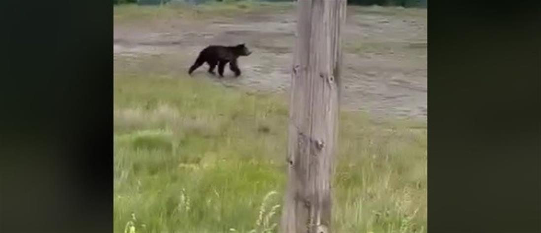 Γρεβενά: Αρκούδα βγήκε σε στάση λεωφορείου (βίντεο)