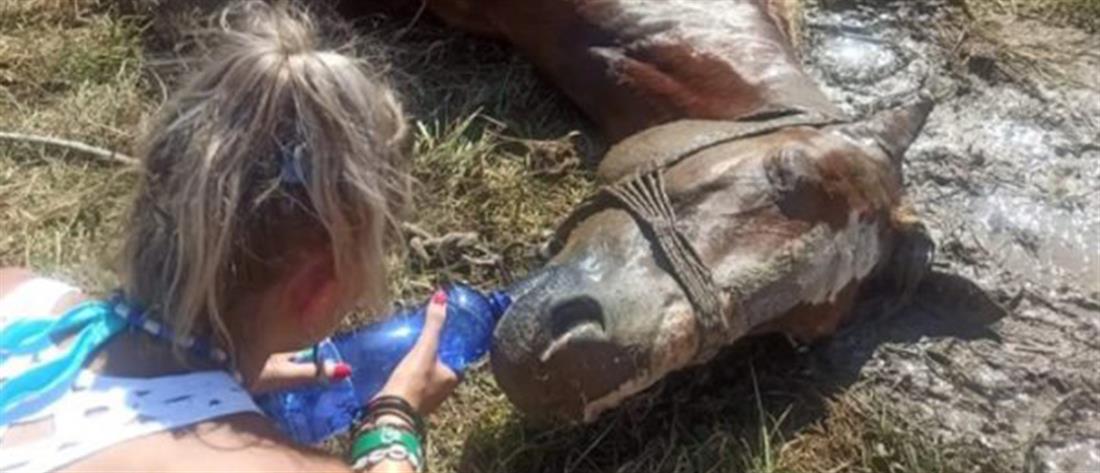 Κέρκυρα - Κακοποίηση ζώου: Νεκρό άλογο που το άφησαν δεμένο στον ήλιο (εικόνες)