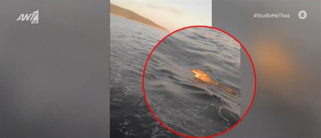 Παγασητικός - Λύκος στην θάλασσα: ο ψαράς που τον κατέγραψε μιλά στον ΑΝΤ1 (βίντεο)