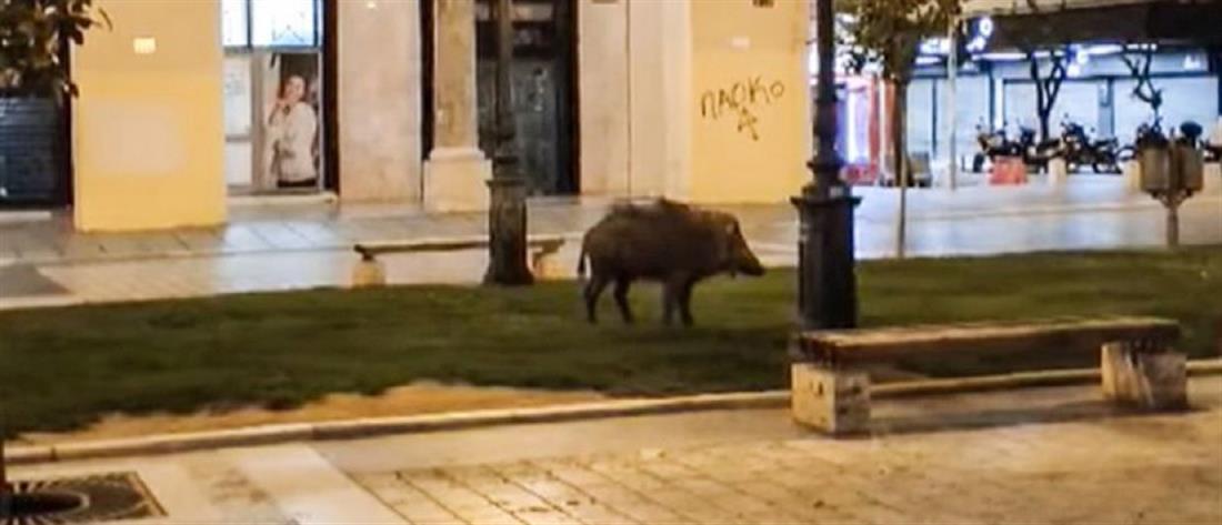 Θεσσαλονίκη: Αγριογούρουνο κόβει βόλτες στην Αριστοτέλους (βίντεο)